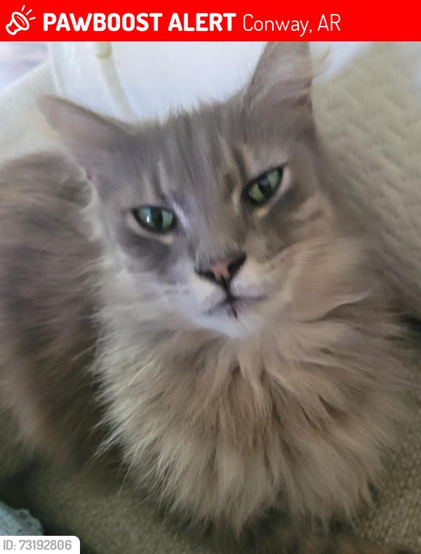 Lost Male Cat last seen Clements Road, Conway, AR 72032