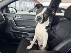 Found/Stray Male Dog last seen Near Pendleton pike at the speedway, Lawrence, IN 46226