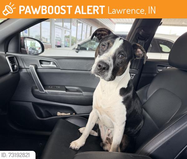 Found/Stray Male Dog last seen Near Pendleton pike at the speedway, Lawrence, IN 46226