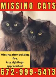 Lost Male Cat last seen Near 4th Ave, New Westminster, BC V3M 1S8