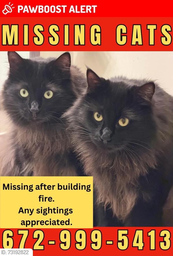 Lost Male Cat last seen Near 4th Ave, New Westminster, BC V3M 1S8
