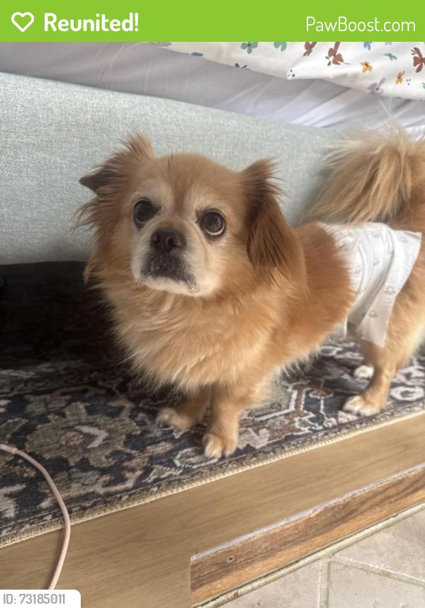 Reunited Male Dog last seen 12th Ave and cherry St, Denver, CO 80220