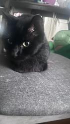 Reunited Male Cat last seen Falcon, St. Louis, MO 63133