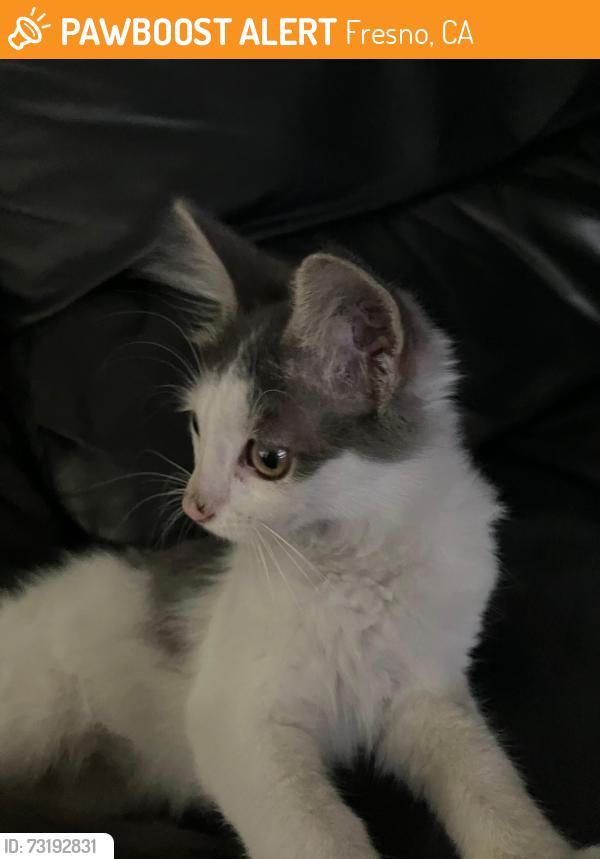 Found/Stray Unknown Cat last seen Fruit and shields, Fresno, CA 93705