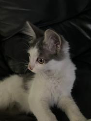 Found/Stray Unknown Cat last seen Fruit and shields, Fresno, CA 93705