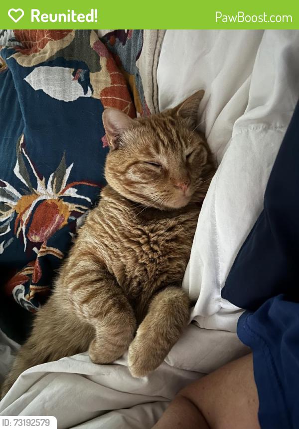 Reunited Male Cat last seen Pinedale Farms, Richmond, VA 23229