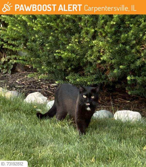 Found/Stray Male Cat last seen Huntley Rd and Inlet drive, Carpentersville, IL 60110