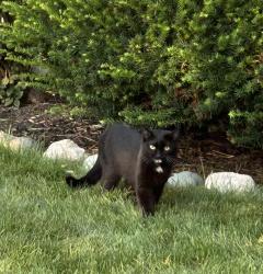 Found/Stray Male Cat last seen Huntley Rd and Inlet drive, Carpentersville, IL 60110