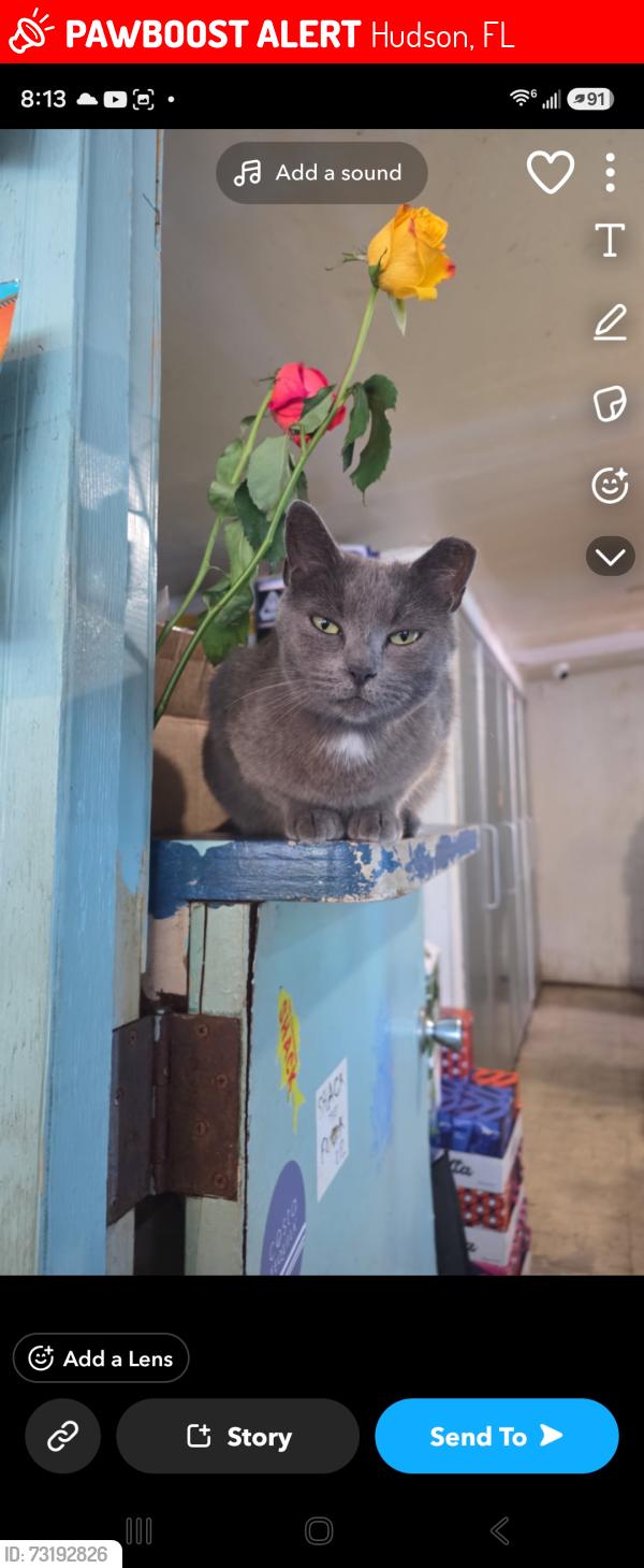 Lost Female Cat last seen Hudson Ave, Hudson, FL 34667