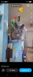 Lost Female Cat last seen Hudson Ave, Hudson, FL 34667