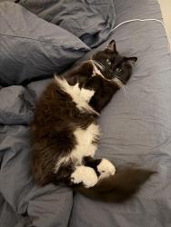 Lost Female Cat last seen Pickford and Tanguay, Ottawa, ON K2L 3W8