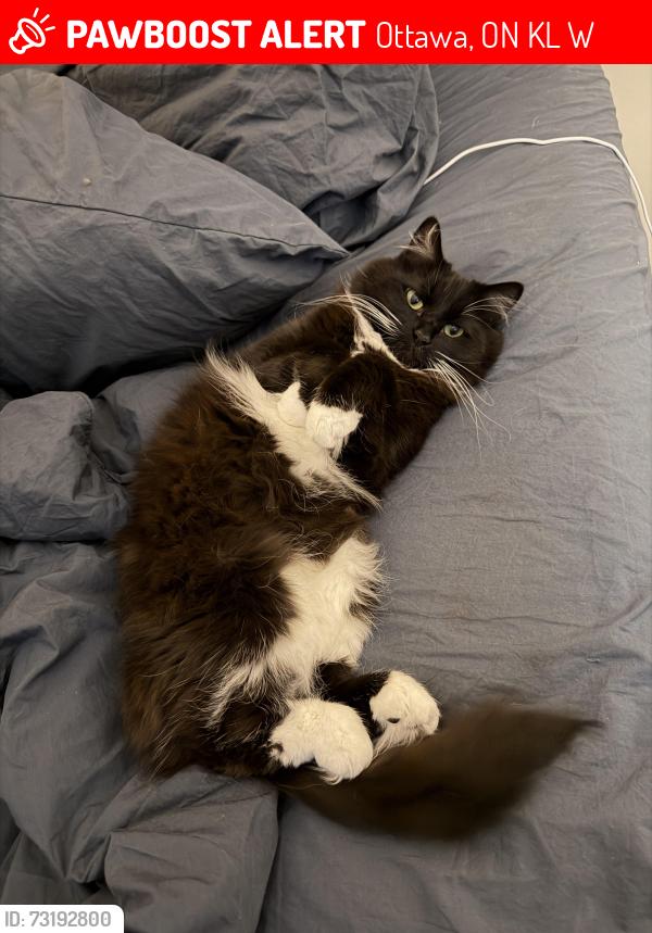 Lost Female Cat last seen Pickford and Tanguay, Ottawa, ON K2L 3W8