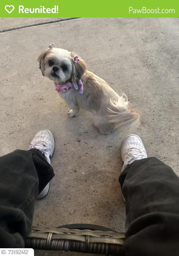 Reunited Female Dog last seen Forest mont street Leon valley, San Antonio, TX 78240