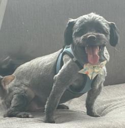 Lost Male Dog last seen Colima rd and hayward st, Whittier, CA 90603