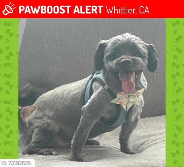 Lost Male Dog last seen Colima rd and hayward st, Whittier, CA 90603
