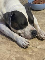 Found/Stray Male Dog last seen 19th Ave and Mountain View Road, Phoenix, AZ 85021