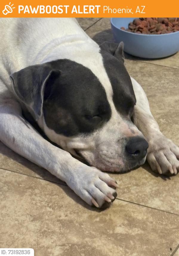 Found/Stray Male Dog last seen 19th Ave and Mountain View Road, Phoenix, AZ 85021