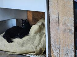 Found/Stray Female Cat last seen Near Block, Bertram Street Honolulu, HI, Honolulu, HI 96816
