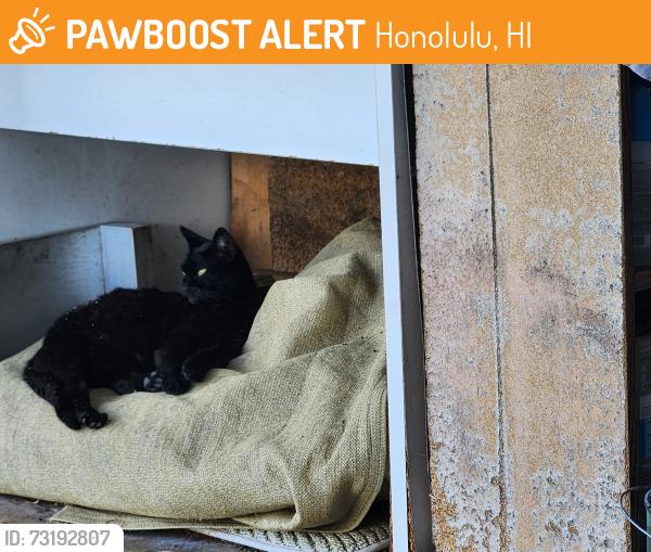 Found/Stray Female Cat last seen Near Block, Bertram Street Honolulu, HI, Honolulu, HI 96816