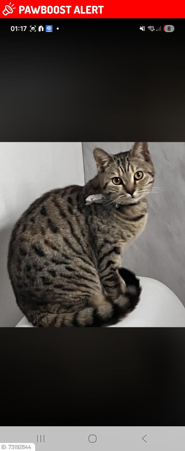 Lost Female Cat last seen Sutton in ashfield, Sutton-in-Ashfield, England 