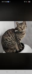 Lost Female Cat last seen Sutton in ashfield, Sutton-in-Ashfield, England 