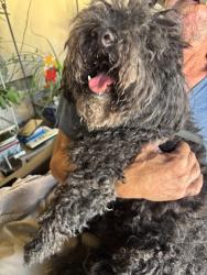Found/Stray Female Dog last seen 18th and Truxton, Bakersfield, CA 93301