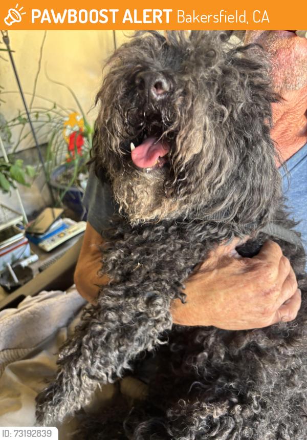 Found/Stray Female Dog last seen 18th and Truxton, Bakersfield, CA 93301