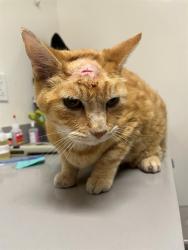 Shelter Stray Male Cat last seen , 11232 B Ave, Auburn, CA 95603, USA