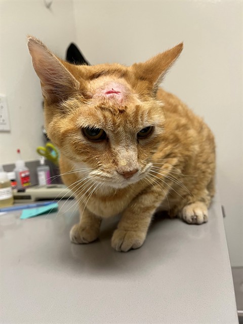 Shelter Stray Male Cat last seen , 11232 B Ave, Auburn, CA 95603, USA