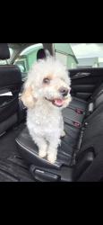 Lost Male Dog last seen Duluth, Georgia, Duluth, GA 30098