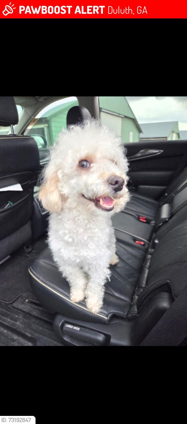 Lost Male Dog last seen Duluth, Georgia, Duluth, GA 30098