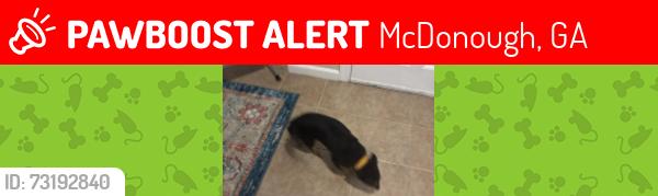 Lost Female Dog last seen Iakedow and Upchurch, McDonough, GA 30252