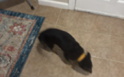 Lost Female Dog last seen Iakedow and Upchurch, McDonough, GA 30252