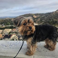 Reunited Female Dog last seen Valley circle blvd, Los Angeles, CA 91304