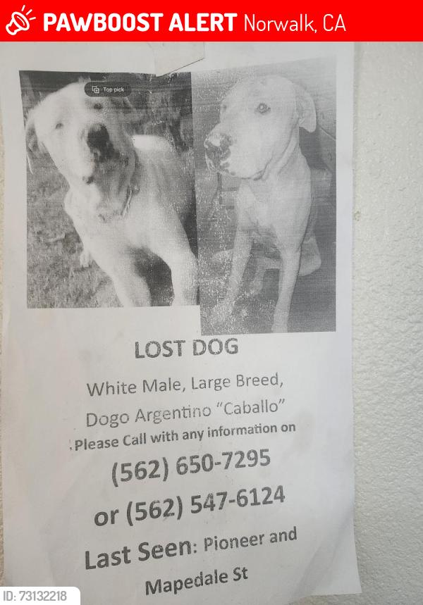 Lost Male Dog last seen Norwalk ca 90650, Norwalk, CA 90650