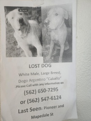 Lost Male Dog last seen Norwalk ca 90650, Norwalk, CA 90650