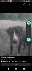 Lost Male Dog last seen Strawberry fields Marysville wa, Marysville, WA 98271