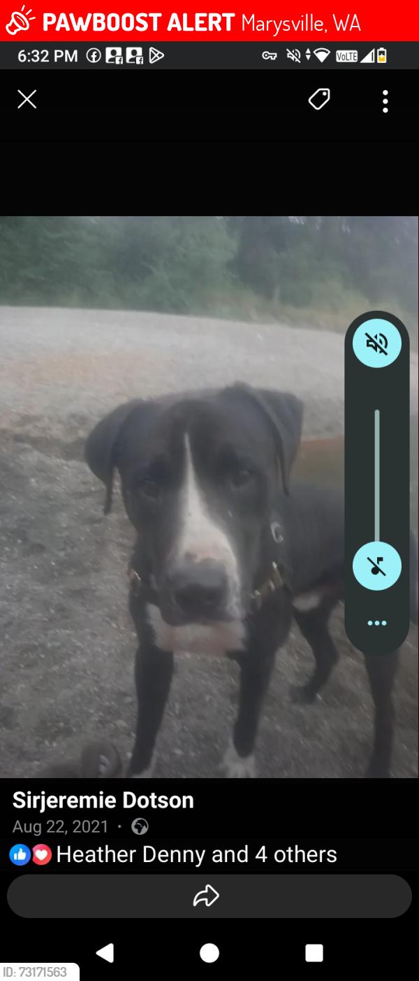 Lost Male Dog last seen Strawberry fields Marysville wa, Marysville, WA 98271