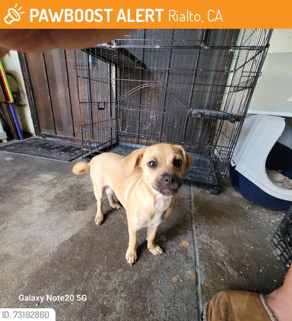 Found/Stray Unknown Dog last seen Waterman ave, Rialto, CA 92376