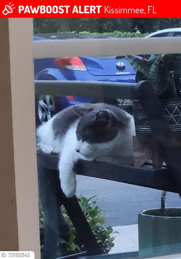 Lost Unknown Cat last seen Springs at Tapestry, Kissimmee, FL 34741