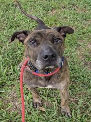 Shelter Stray Male Dog last seen Near BLOCK N CYPRESS RD, POMPANO BEACH FL 33060, 2400 SW 42nd St, Fort Lauderdale, FL 33312, USA