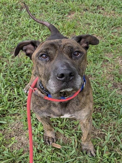 Shelter Stray Male Dog last seen Near BLOCK N CYPRESS RD, POMPANO BEACH FL 33060, 2400 SW 42nd St, Fort Lauderdale, FL 33312, USA