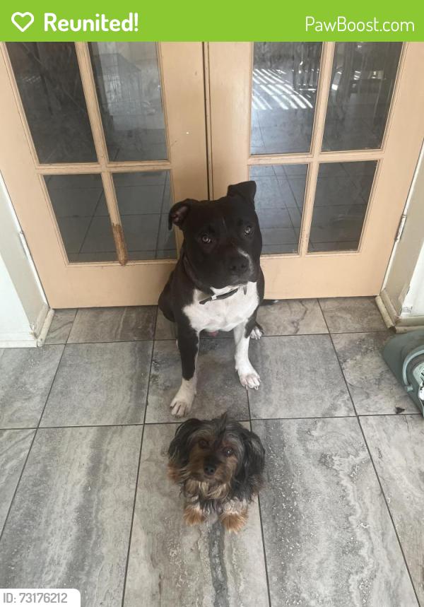 Reunited Male Dog last seen Us 19, Holiday, FL 34691