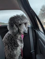 Reunited Female Dog last seen Bentley ave and Ashland, Fort Worth, TX 76137