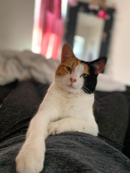 Lost Female Cat last seen Date st and 4th ave, Hudson, CO 80642