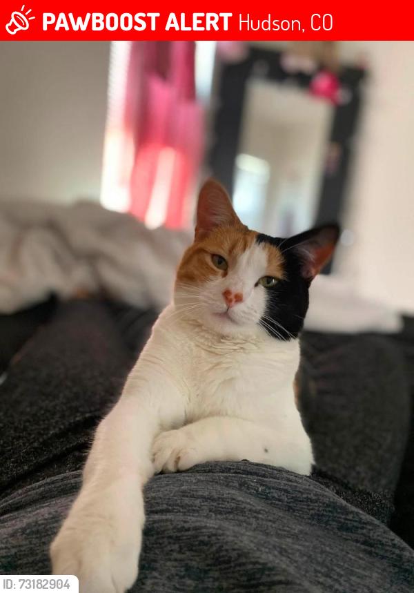 Lost Female Cat last seen Date st and 4th ave, Hudson, CO 80642