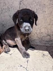 Shelter Stray Male Dog last seen Near BLOCK SW 15TH ST, 2811 SE 29th St, Oklahoma City, OK 73129, USA