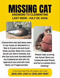 Lost Female Cat last seen Winton Road and the YMCA along Winton, Cincinnati, OH 45231