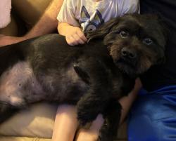 Lost Male Dog last seen N. Ferrisburg ct. and Nantucket, Sugar Land, TX 77478