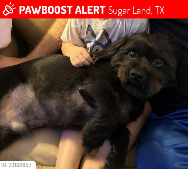 Lost Male Dog last seen N. Ferrisburg ct. and Nantucket, Sugar Land, TX 77478